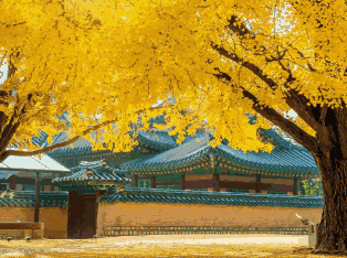 韩国外贸数据,外贸数据,九州ku游官网外贸数据